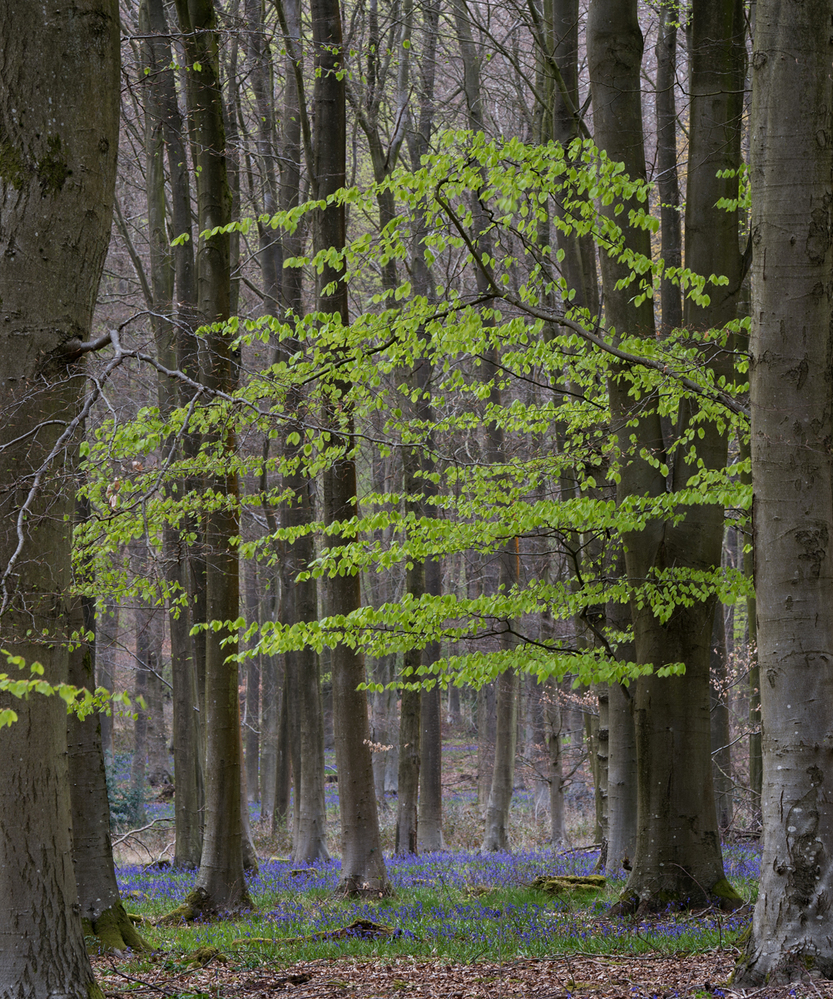 Micheldever Wood  Hampshire Bluebell Wood 15